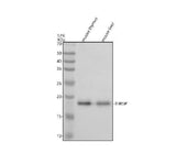 Anti-THRSP Antibody Picoband® Boster Bio