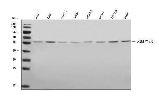 Anti-SMARCD1 Antibody Picoband® Boster Bio