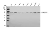 Anti-SMARCD1 Antibody Picoband® Boster Bio