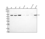 Anti-GLMN Antibody Picoband® Boster Bio