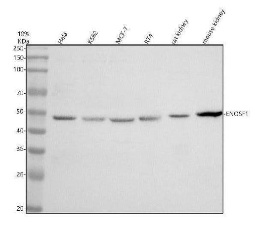 Anti-EBF1/2/3/4 Antibody Picoband® Boster Bio