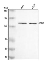 Anti-IPO8 Antibody Picoband® Boster Bio