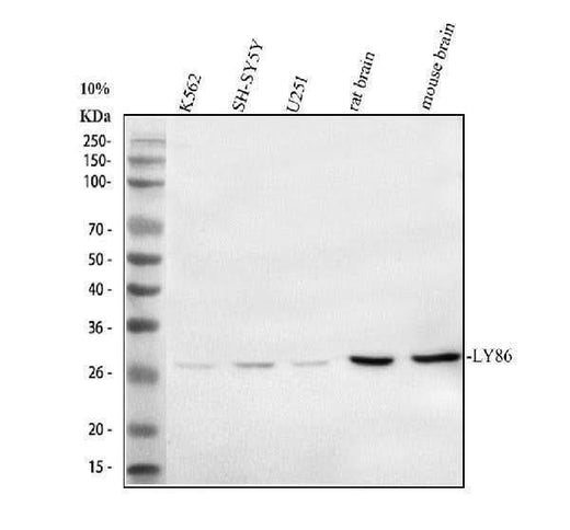 Anti-LY86 Antibody Picoband® Boster Bio