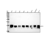 Anti-SEC61B Antibody Picoband® Boster Bio