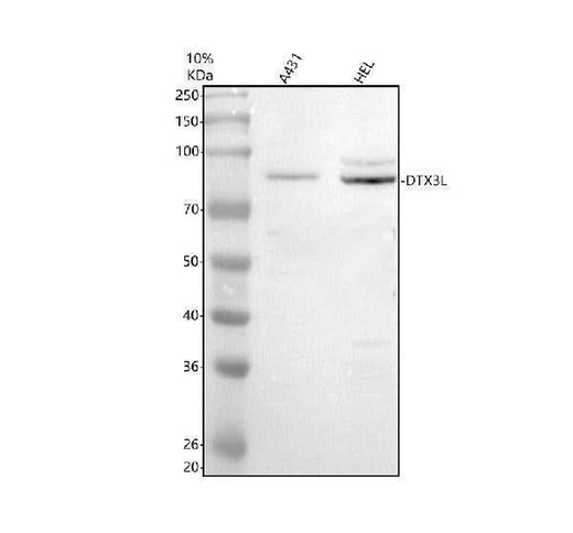 Anti-EBP2/EBNA1BP2 Antibody Picoband® Boster Bio