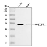 Anti-ONECUT1 Antibody Picoband® Boster Bio