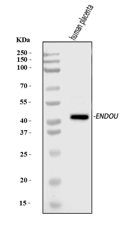 Anti-PP11/ENDOU Antibody Picoband® Boster Bio