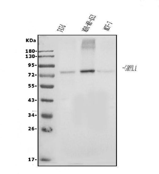 Anti-Grainyhead-like protein 1/GRHL1 Antibody Picoband® Boster Bio