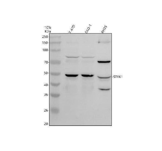 Anti-STYK1 Antibody Picoband® Boster Bio