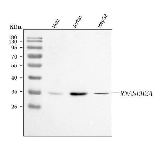 Anti-Ribonuclease H2, subunit A/RNASEH2A Antibody Picoband® Boster Bio