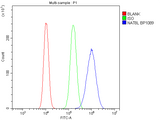 Anti-NAT8L Antibody Picoband® Boster Bio