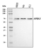 Anti-Mint3/APBA3 Antibody Picoband® Boster Bio