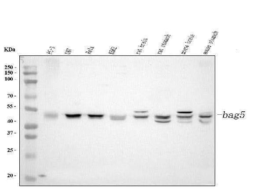 Anti-Bag5 Antibody Picoband® Boster Bio