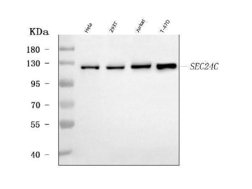 Anti-SEC24C Antibody Picoband® Boster Bio