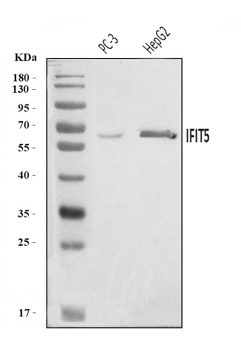 Anti-IFIT5 Antibody Picoband® Boster Bio