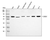 Anti-EHD4 Antibody Picoband® Boster Bio