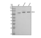 Anti-LRRC4 Antibody Picoband® Boster Bio