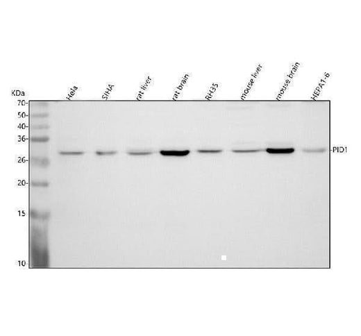 Anti-PID1 Antibody Picoband® Boster Bio