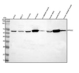 Anti-PPP3CC Antibody Picoband® Boster Bio