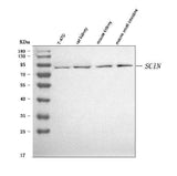 Anti-SCIN Antibody Picoband® Boster Bio