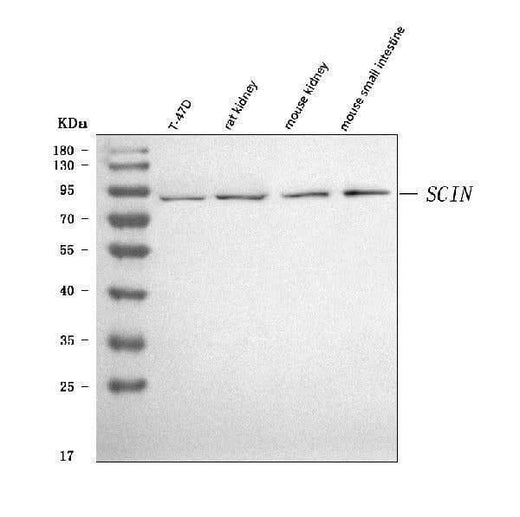 Anti-SCIN Antibody Picoband® Boster Bio