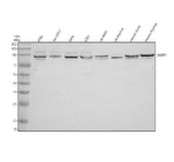 Anti-ECH1 Antibody Picoband® Boster Bio