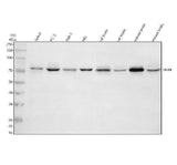 Anti-SNRK Antibody Picoband® Boster Bio