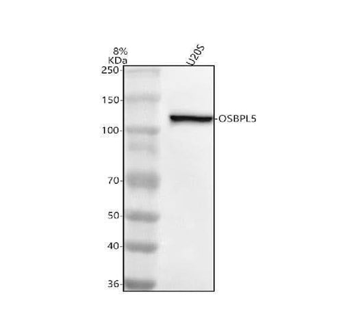 Anti-OSBPL5 Antibody Picoband® Boster Bio