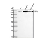 Anti-CEP110/CNTRL Antibody Picoband® Boster Bio