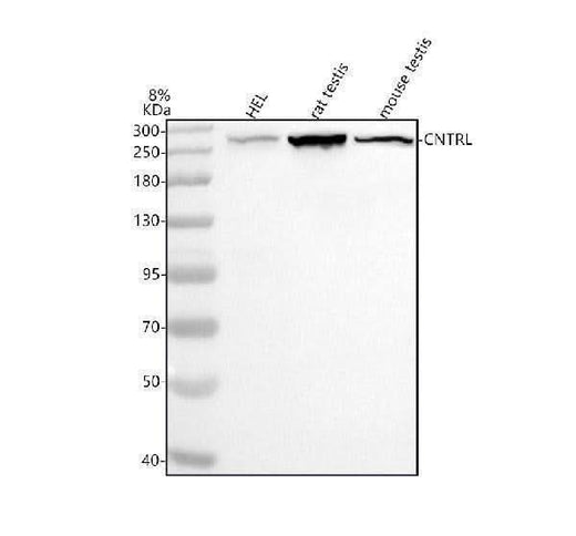 Anti-CEP110/CNTRL Antibody Picoband® Boster Bio