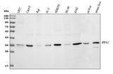 Anti-Pyrophosphatase 1/PPA1 Antibody Picoband® Boster Bio