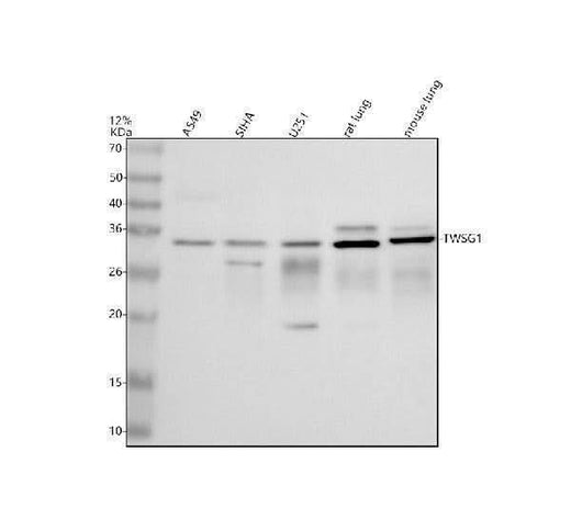Anti-TWSG1 Antibody Picoband® Boster Bio