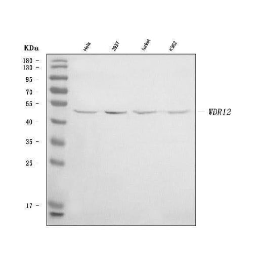 Anti-WDR12 Antibody Picoband® Boster Bio