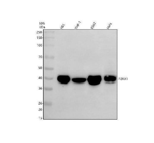 Anti-P2RX1 Antibody Picoband® Boster Bio