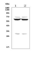 Anti-Forkhead box protein I1 FOXI1 Antibody Picoband® Boster Bio