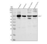 Anti-HINFP Antibody Picoband® Boster Bio