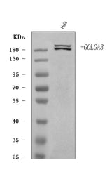 Anti-GOLGA3 Antibody Picoband® Boster Bio
