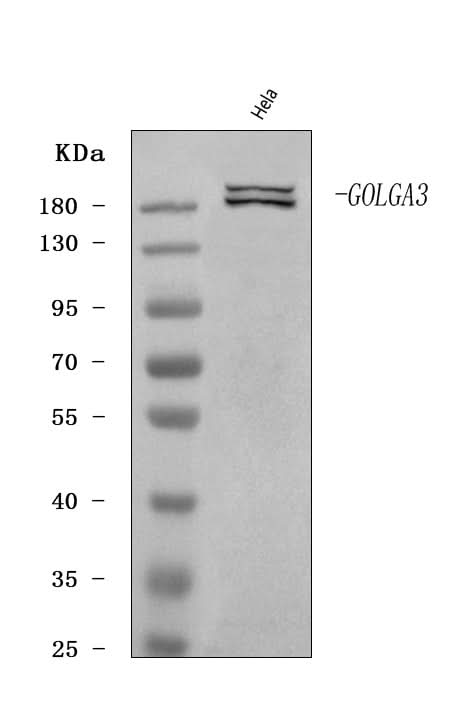 Anti-GOLGA3 Antibody Picoband® Boster Bio