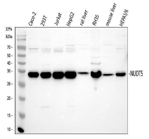 Anti-NUDT5 Antibody Picoband® Boster Bio