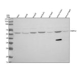 Anti-OSBPL2 Antibody Picoband® Boster Bio
