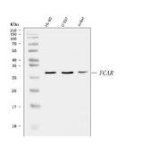 Anti-CD89/FCAR Antibody Picoband® Boster Bio