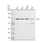 Anti-LARS2 Antibody Picoband® Boster Bio