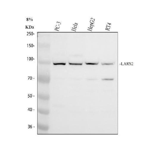 Anti-LARS2 Antibody Picoband® Boster Bio
