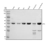 Anti-ECHDC2 Antibody Picoband® Boster Bio