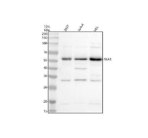Anti-C13orf3/SKA3 Antibody Picoband® Boster Bio