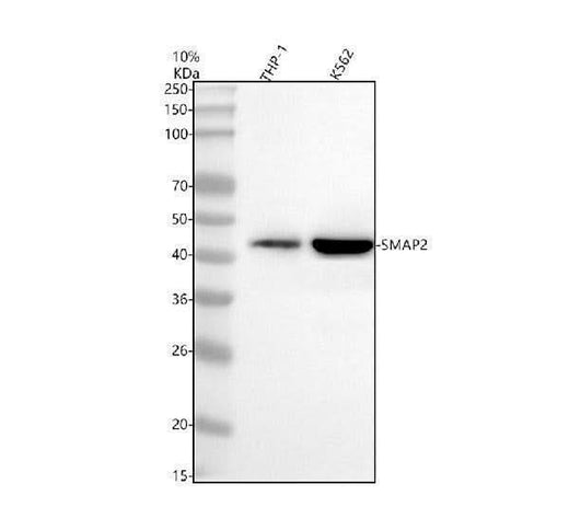 Anti-SMAP2 Antibody Picoband® Boster Bio