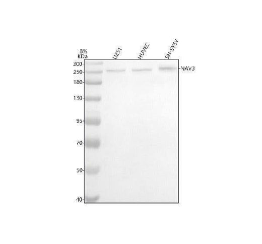 Anti-NAV3 Antibody Picoband® Boster Bio