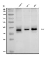 Anti-RTCD1/RTCA Antibody Picoband® Boster Bio