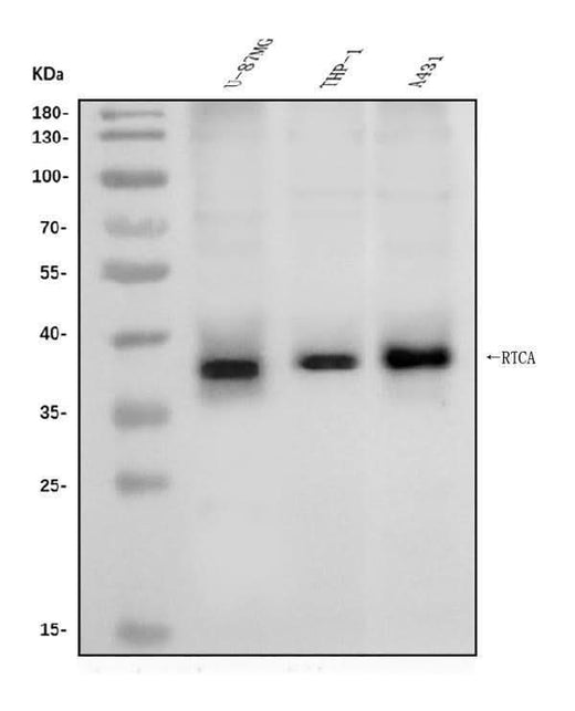 Anti-RTCD1/RTCA Antibody Picoband® Boster Bio