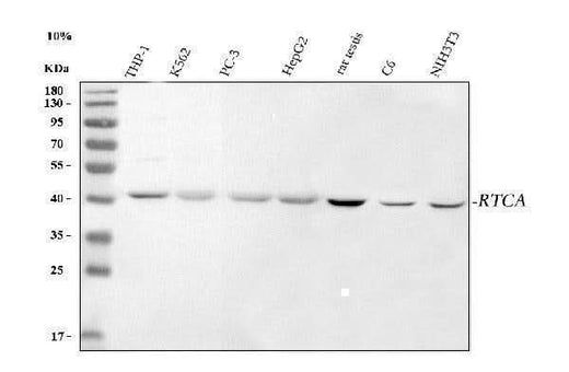 Anti-RTCA Antibody Picoband® Boster Bio